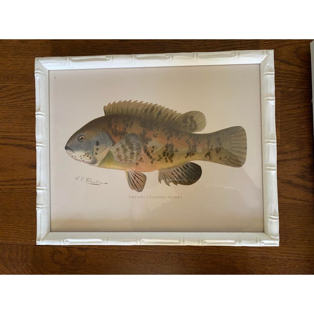 Set of Four Fish Print Chromoliograph by Sherman Foote Denton For Sale In Raleigh - Image 6 of 7