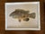 Set of Four Fish Print Chromoliograph by Sherman Foote Denton For Sale In Raleigh - Image 6 of 7