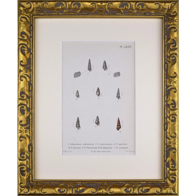 19th Century Antique Hand Colored English Shell Print by John Jeffreys 1869 For Sale In New York - Image 6 of 6