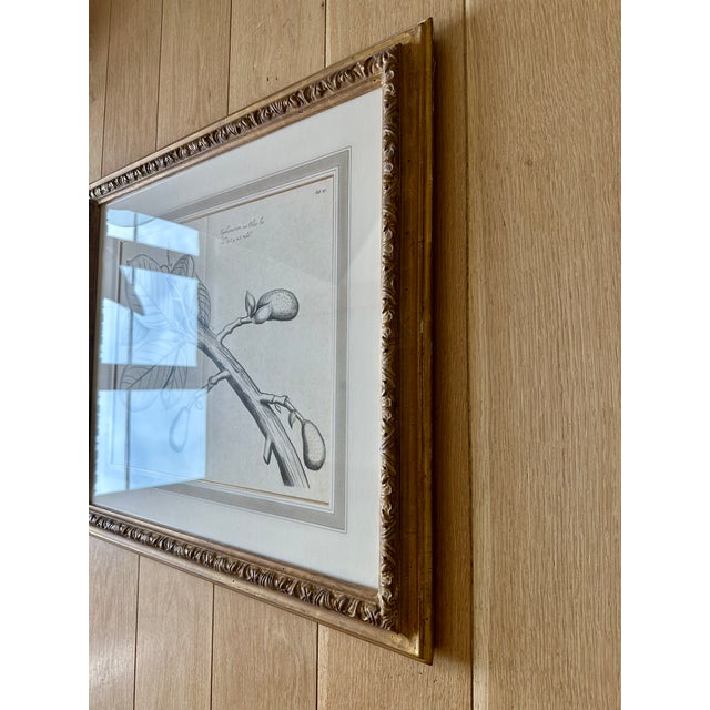 Transitional Dennis & Leen Botanical Print With Gilded Frame – DL-Art 39 For Sale - Image 3 of 9