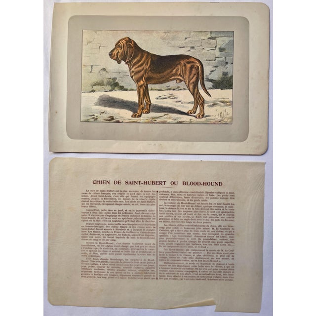 This handsome photogravure printed page is illustrated by P. Mahler, a German artist. The subject is a Bloodhound. This...