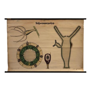 Mid 20th Century German Educational Zoological Freshwater Polyp Chart For Sale