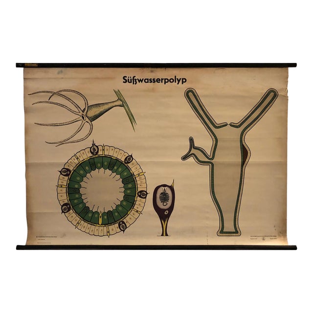 Mid 20th Century German Educational Zoological Freshwater Polyp Chart For Sale
