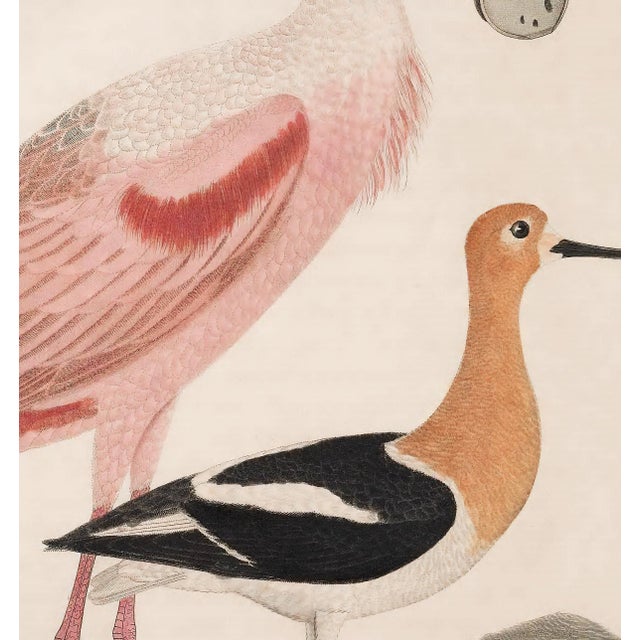 Not Yet Made - Made To Order Antique Reproduction Pink Bird Coastal Print (Early 1800s) For Sale - Image 5 of 6