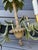 a vintage Hollywood Regency-style tole palm tree chandelier featuring hand-painted metal fronds, a central palm trunk, and...