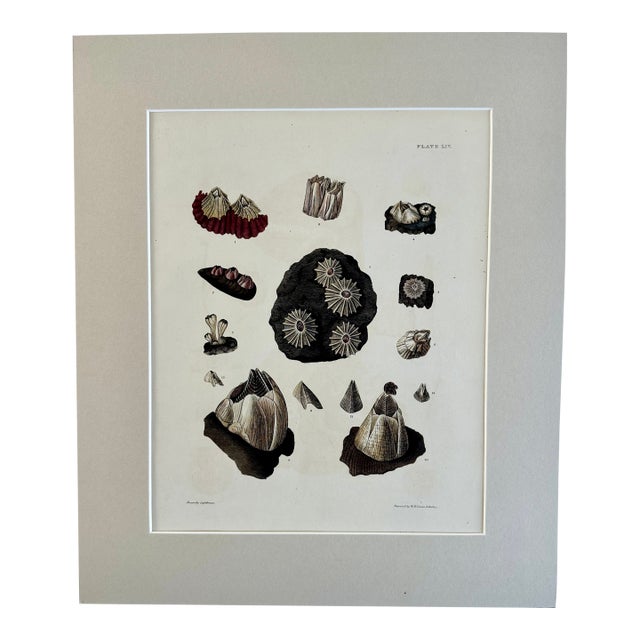 Limpet Shells, 19th Century Print (Unframed) For Sale