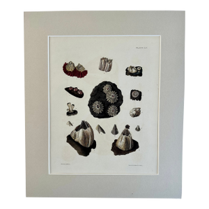 Limpet Shells, 19th Century Print (Unframed)