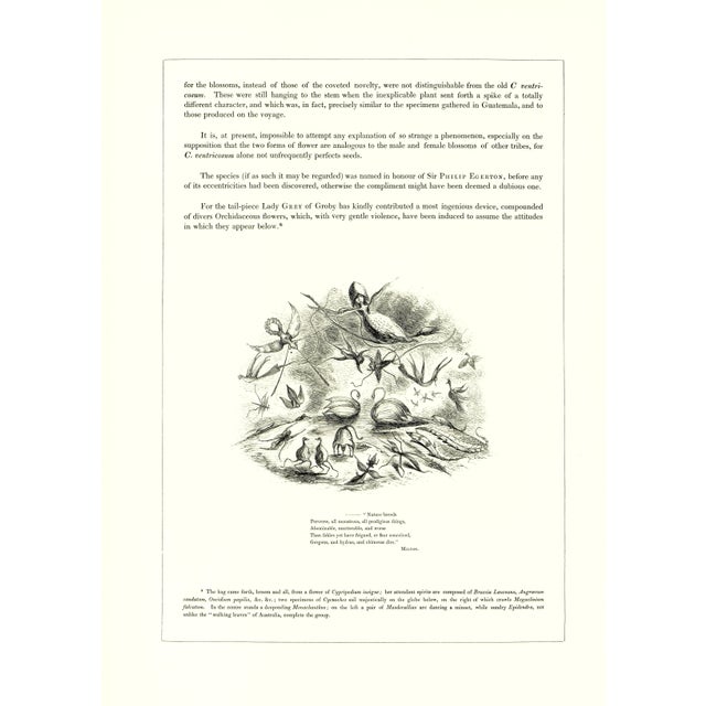 1970s Large 1973 Orchid Flower Lithograph "Cycnoches Egertonianum" (Sir Philip Egerton's Cycnoches) After James Bateman For Sale - Image 5 of 7