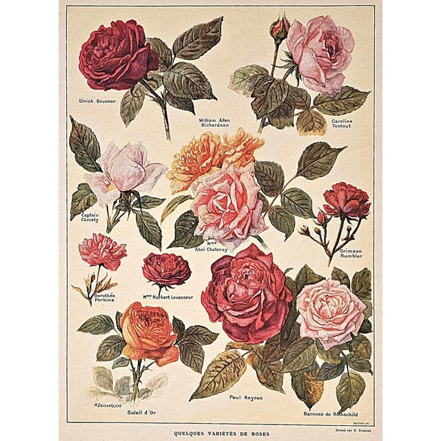 1921 Rare Set of 3 Antique French Illustrated Botanical Flowers in Red For Sale In New York - Image 6 of 7