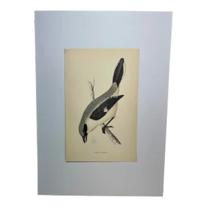 Antique Hand Tinted Bird Print From England Featuring a Gray & White Great Shrike - Circa 1880