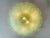 Murano Mid-Century Modern Venetian Green “Leafs” Murano Glass Flush Mount For Sale - Image 4 of 7