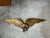 Make a bold decorative statement with this vintage gold-painted metal eagle wall sculpture, a commanding piece that...