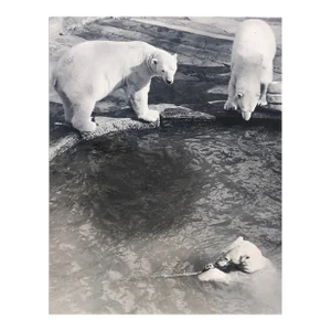 1928 Bronx Zoo Polar Bears Photograph