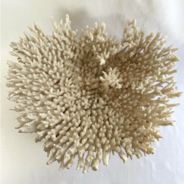 Vintage White Table Coral Specimen For Sale - Image 11 of 12