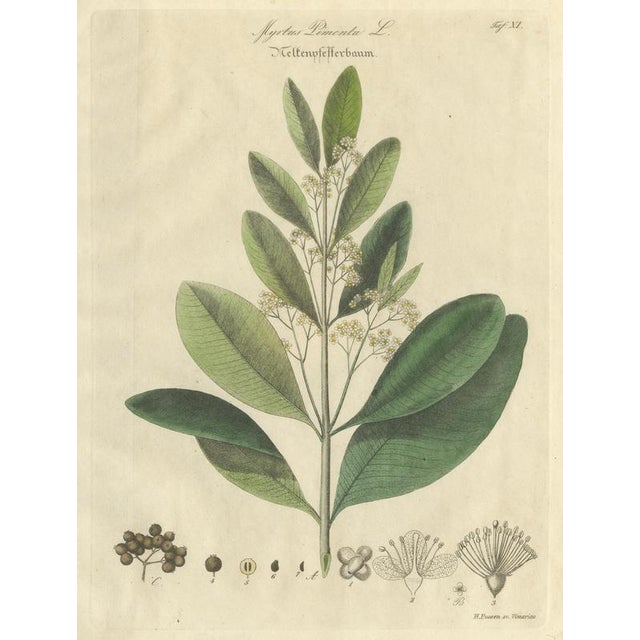 Antique Allspice Botanical Print, Myrtus Pimenta, Hand Colored, c.1831 This finely rendered botanical engraving depicts...