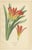 Edward Step, Scarborough Lily, Jacobean Lily & Clivia, Chromolithographs, 1897, Set of 3 For Sale - Image 4 of 10