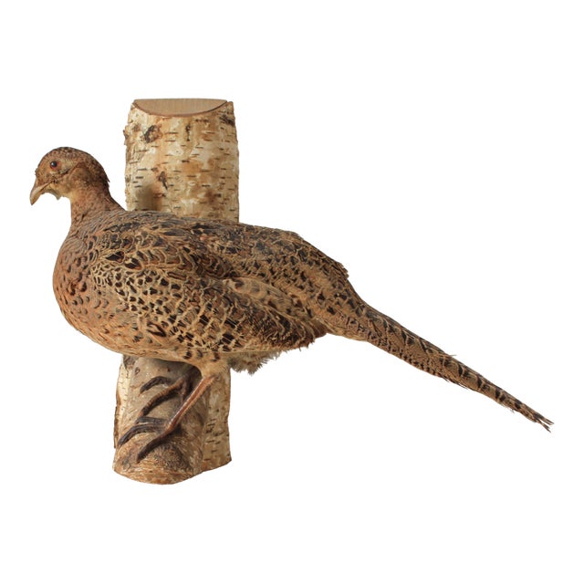 Vintage Taxidermy Ringneck Pheasant Mounted on Birchwood For Sale