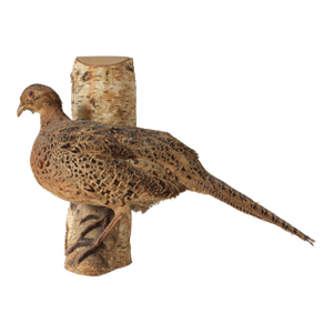 Vintage Taxidermy Ringneck Pheasant Mounted on Birchwood