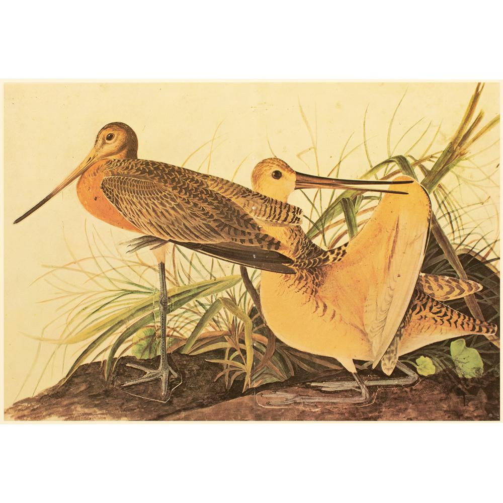 Great Marbled Godwit After John J Audubon Xl Cottage Print Chairish