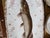 Late 19th Century Antique European Fish Set For Sale - Image 5 of 12