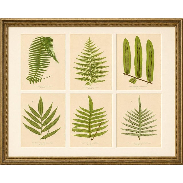 Antique Fern Lithograph Set by Edward Joseph Lowe, 1856 – Set of 6 A beautifully composed set of six original hand-colored...