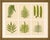 Antique Fern Lithograph Set by Edward Joseph Lowe, 1856 – Set of 6 A beautifully composed set of six original hand-colored...