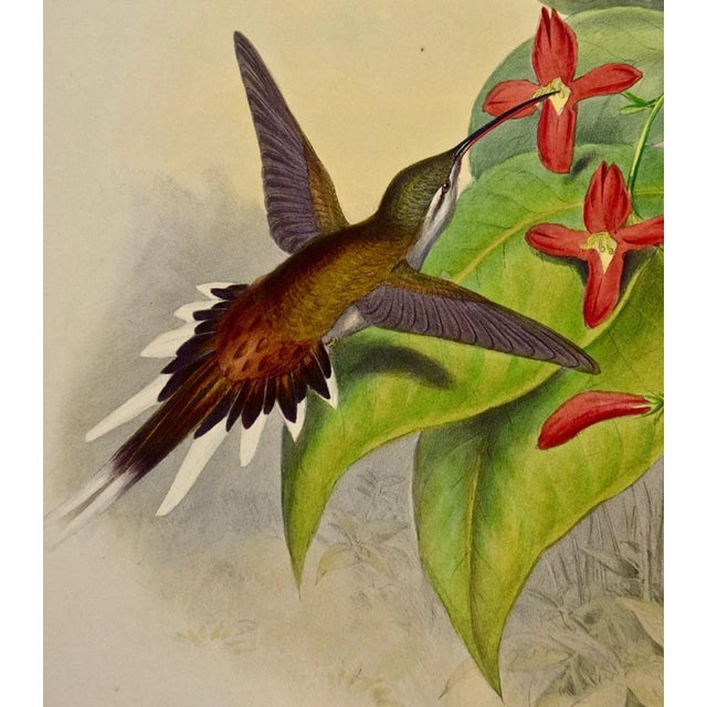 Salle's Hermit Hummingbirds: A 19th C. Gould Hand-Colored "Phaethornis Augusti", 1850 For Sale In San Francisco - Image 6 of 10