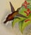 Salle's Hermit Hummingbirds: A 19th C. Gould Hand-Colored "Phaethornis Augusti", 1850 For Sale In San Francisco - Image 6 of 10