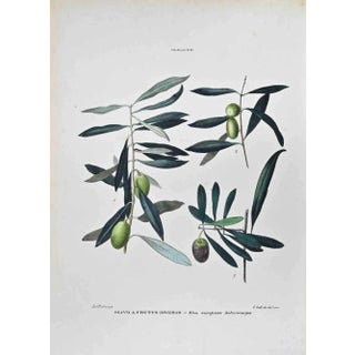 Vincenzo Tenore, The Olaceae, Lithograph, 1870s For Sale