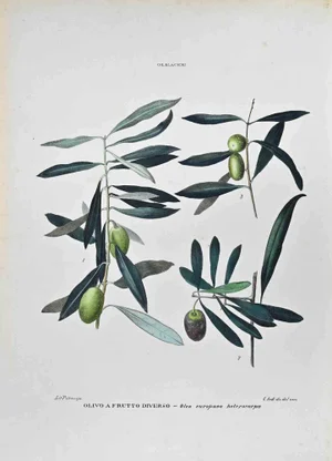 Vincenzo Tenore, The Olaceae, Lithograph, 1870s