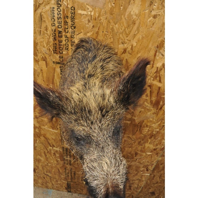 Rustic Vintage Wild Boar Head Taxidermy Hog Pig Head Wall Mount Log Cabin Decor For Sale - Image 3 of 18