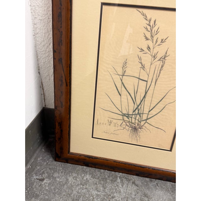 Crate & Barrel Botanical Study Prints, Set of Three For Sale - Image 12 of 12