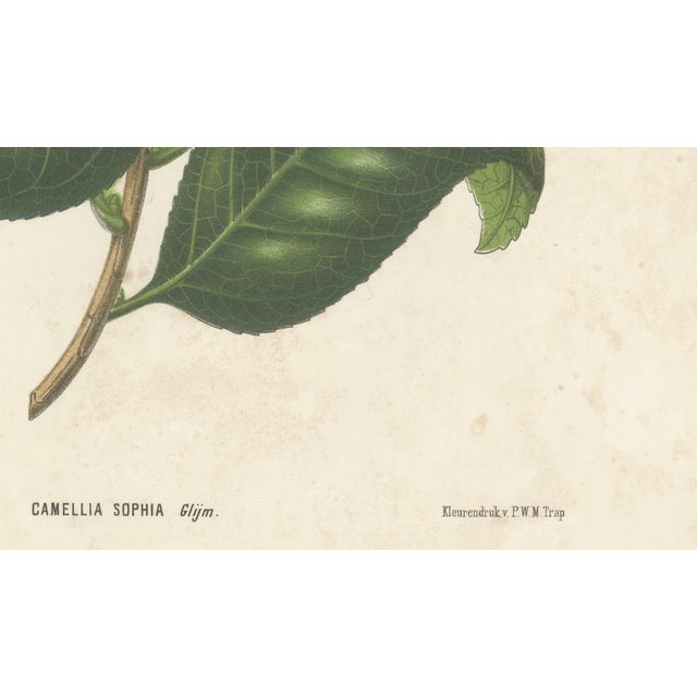 Gold Camellia Sophia De Vriese, Botanical Lithograph, 1856, Lithograph on Paper For Sale - Image 8 of 9