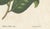Gold Camellia Sophia De Vriese, Botanical Lithograph, 1856, Lithograph on Paper For Sale - Image 8 of 9