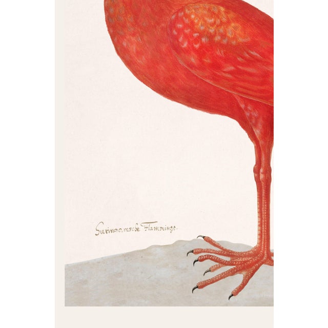 Not Yet Made - Made To Order Scarlet Ibis With an Egg, Vintage Art Print Reproduction, 32" X 48" For Sale - Image 5 of 12