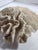 Antique White Antique Natural Brain Coral Specimen For Sale - Image 8 of 8