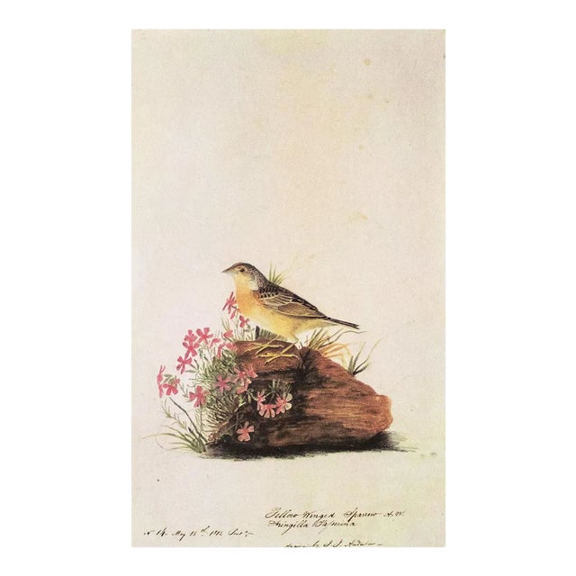 1966 Vintage Farmhouse Cottage Print "Yellow-Winged Sparrow" After John James Audubon For Sale