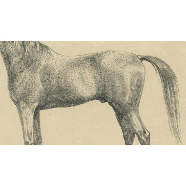 Mid 19th Century August Jäger, Burnu, 1846, Lithograph For Sale - Image 5 of 9
