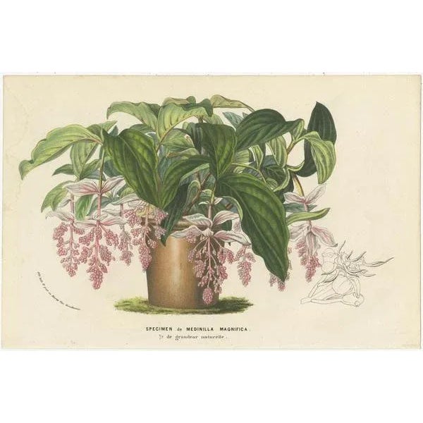 Louis van Houtte, Botany Illustrations of Wisteria, Scutellaria, Sage, 1853, Prints, Set of 6 For Sale - Image 6 of 8