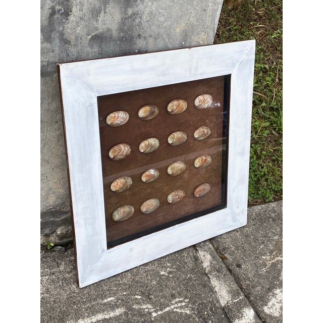 Abalone shells have been utilized by humans for millennia, valued for their iridescent inner surface, known as nacre or...