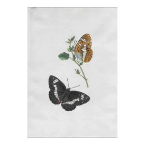1802 British White Admirable Butterfly Hand Colored Engraving