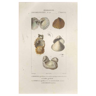 Pierre Jean François Turpin, Camacee, Etching, 1831 For Sale