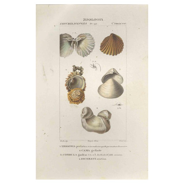 Pierre Jean François Turpin, Camacee, Etching, 1831 For Sale