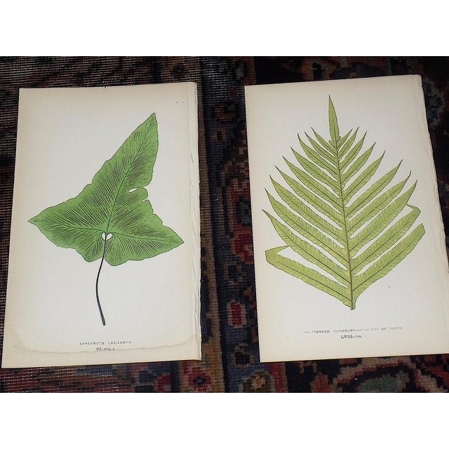 Mid 19th Century Antique 19th Century Botanical Fern Wood Engravings - Set of 12 For Sale - Image 5 of 9
