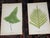 Mid 19th Century Antique 19th Century Botanical Fern Wood Engravings - Set of 12 For Sale - Image 5 of 9