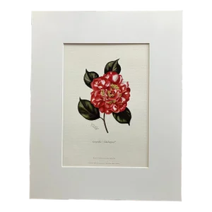 Vintage Lila Moore Keene "Camellia Daikagura" Print in 14x18 Mat
