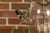 Mid-Century Modern Mid 20th Century English Midcentury Nickel Light Fixture with Three Arms and Glass Bell For Sale - Image 3 of 12