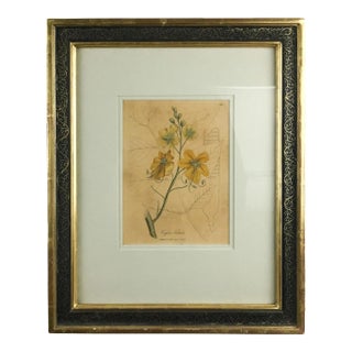 Original Plate Botonical Art William Woodville London For Sale