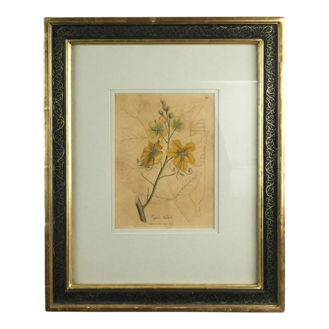 Original Plate Botonical Art William Woodville London For Sale