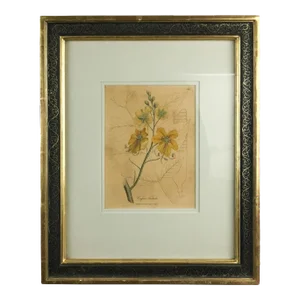 Original Plate Botonical Art William Woodville London